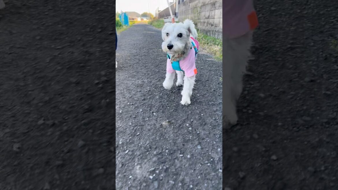 流行ってるのやってみたよ　#shorts #シュナウザー #miniatureschnauzer #ミニチュアシュナウザー #ミニシュナ #可愛い #愛犬 #癒し #アンパンマン