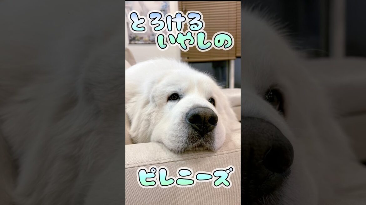 【癒しのグレートピレニーズ】眠たい超大型犬が可愛すぎる🐻‍❄️💕　#shorts