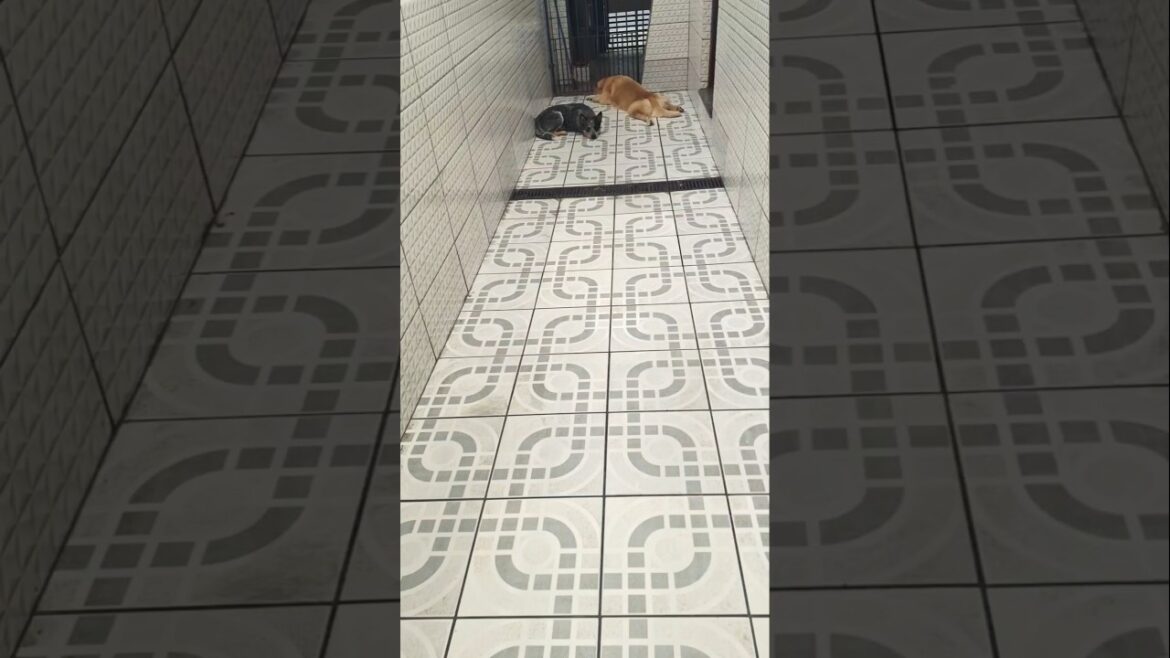 Olha a reação do blue heeler e do golden retrivier ao ver o humano 🐾🦝🐶🙏🥰😆