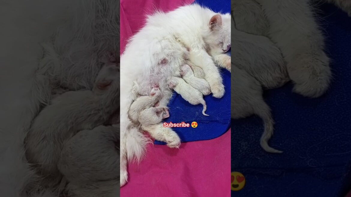 Cat Relaxing After Gave Birth #shorts #cat #kitten #cute #ytshorts