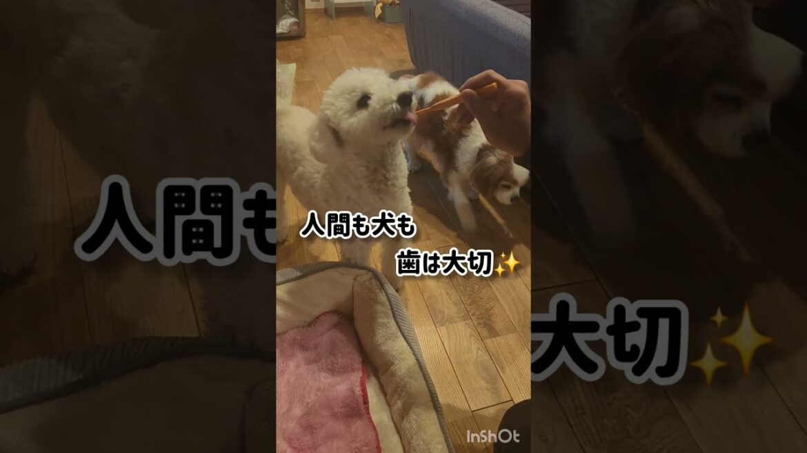犬の歯磨き #shorts #キャバリアキングチャールズスパニエル #アメリカンコッカースパニエル #トイプードル #3ワン