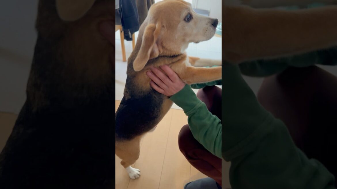 超久しぶりのお客さんに喜ぶビーグルさん#ビーグル#beagle#shorts