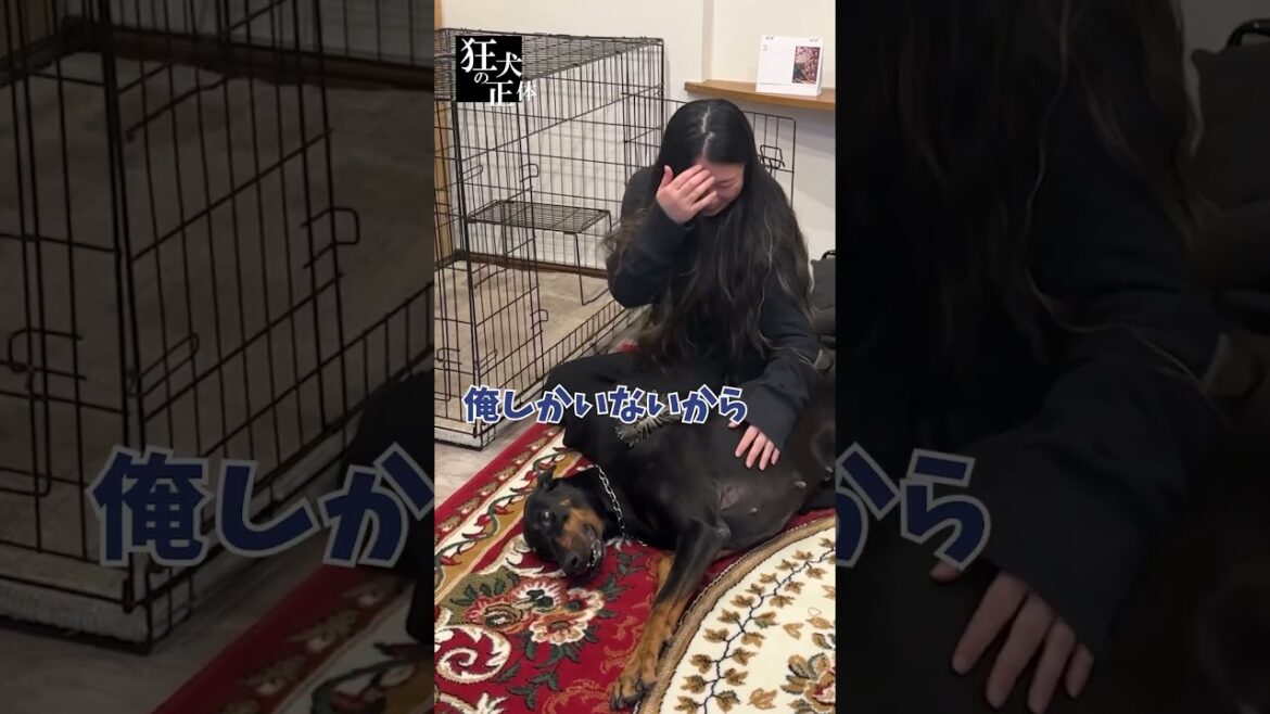 ペットホテルに預けられたことを根に持つドーベルマン
