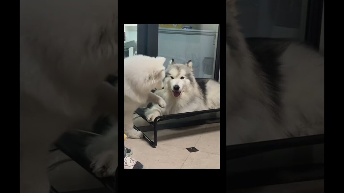 Alaskan Puppy’s Adorable Expressions! 🐾💖 Can You Read This Fluffy Giant’s Mind? 🐶  #alaskanmalamute