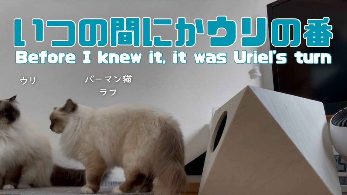 バーマン猫ラフとウリ【いつの間にかウリの番】Before I knew it, it was Uriel's turn（バーマン猫）Birman/Cat