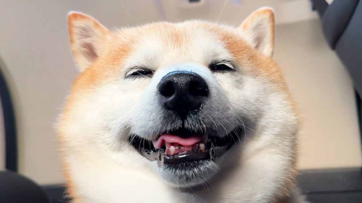 さんぽの帰り道は満足してることがバレバレな柴犬