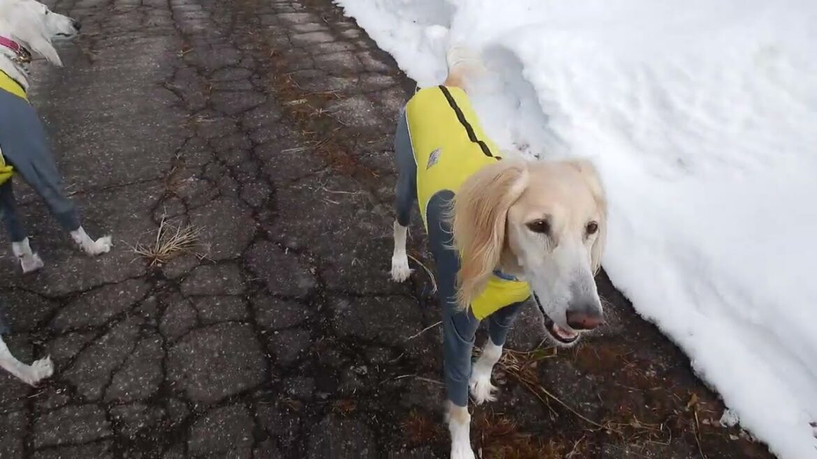 冒険から帰って来た子。冒険に出掛ける子🐾（Saluki）