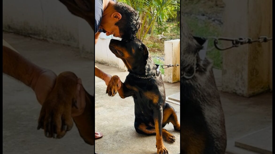 Every BODY deserves a MASSAGE!! #rottweiler #dog #doglover #massage #ytshorts #shortsfeed #shorts