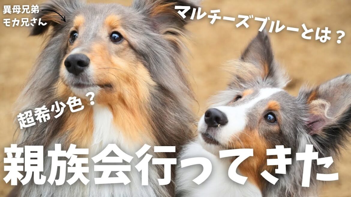 マルチーズブルーって知ってる?【子犬5ヶ月】【シェットランドシープドッグ】【シェルティ】【多頭飼い】 マルチーズブルーって知ってる?【子犬5ヶ月】【シェットランドシープドッグ】【シェルティ】【多頭飼い】