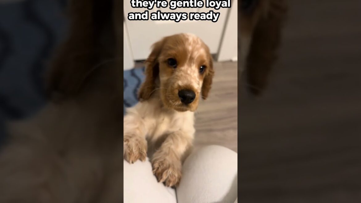 English Cocker Spaniels Are Pure Joy! 5 Fun Facts You’ll Love!# #puppy #dog #animals #pets