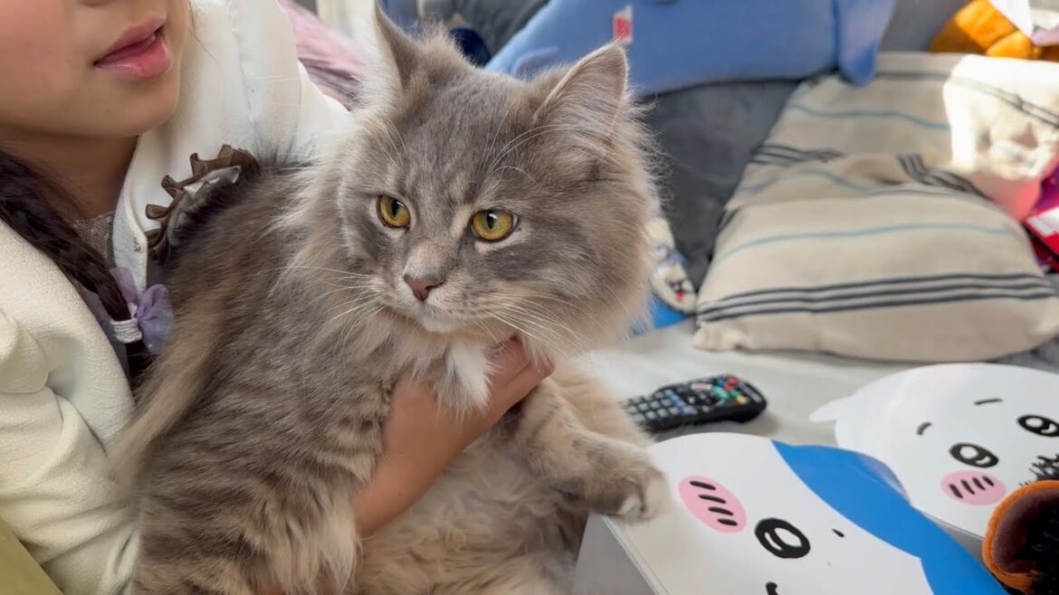 遊ぶ時、寝る時、子供と同じ行動をする猫　サイベリアンA cat that behaves like a child. Siberian