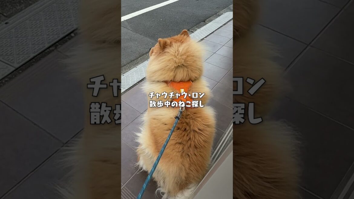 それぞれの趣味【チャウチャウ・秋田犬・ボーダーコリー・ラブラドールレトリバー】【多頭飼い】【大型犬】＃Shorts