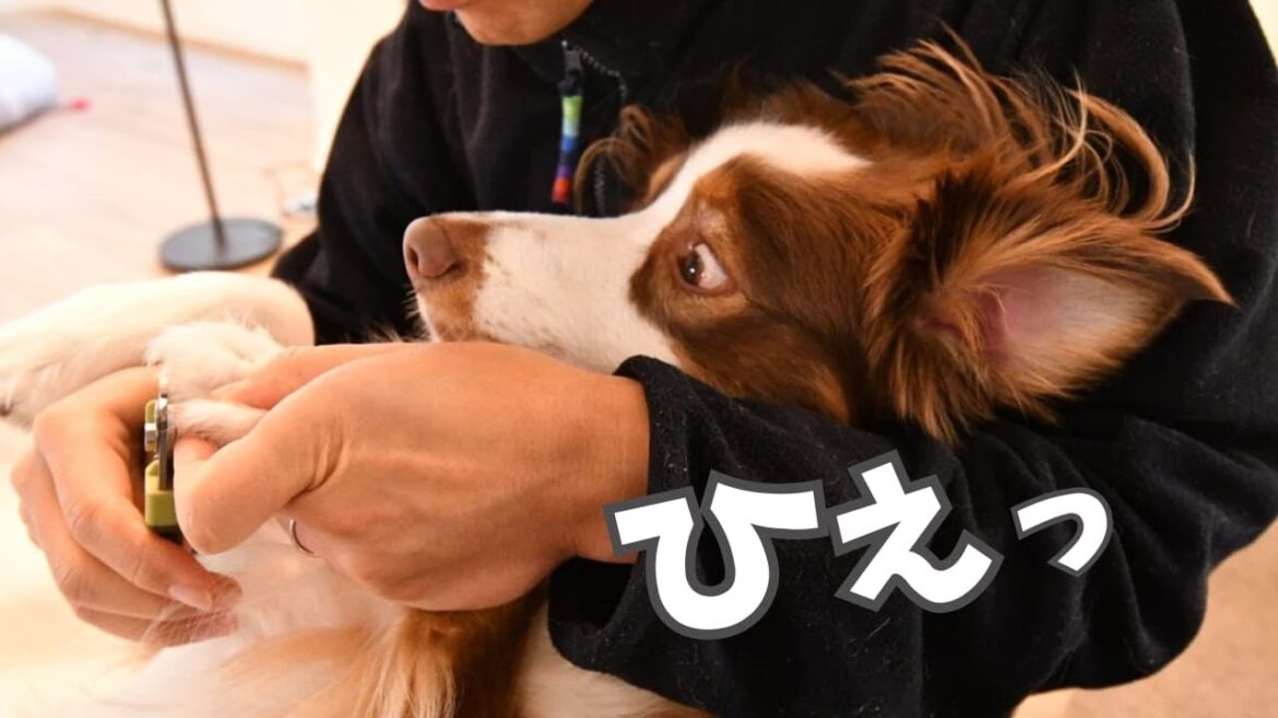 お父さんの爪切りが心配すぎる大型犬|オーストラリアンシェパード お父さんの爪切りが心配すぎる大型犬|オーストラリアンシェパード