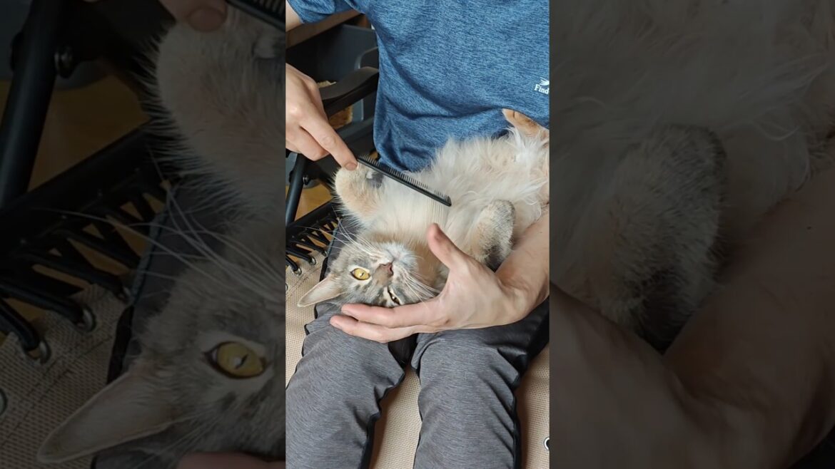 【猫動画】人間を信頼して全身を預けるソマリ　#cat  #cats #shorts #猫 #ねこ