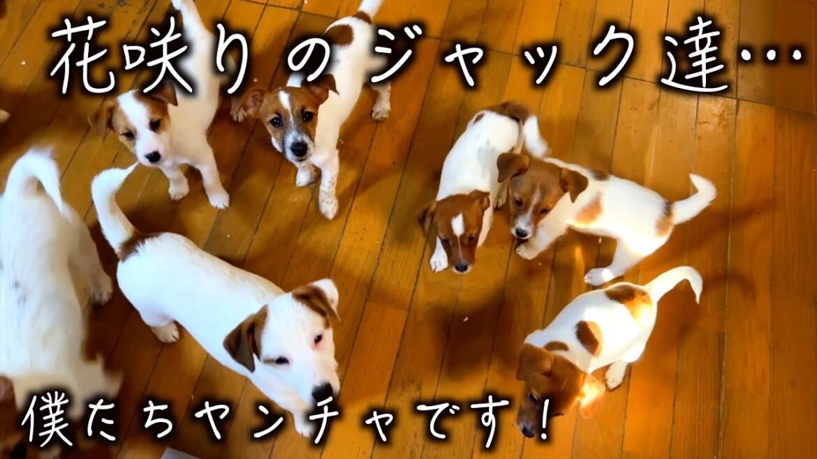 【ジャックラッセルテリア】これぞ！ジャックの保育園！「ジャックラッセルテリアのにくきゅう」