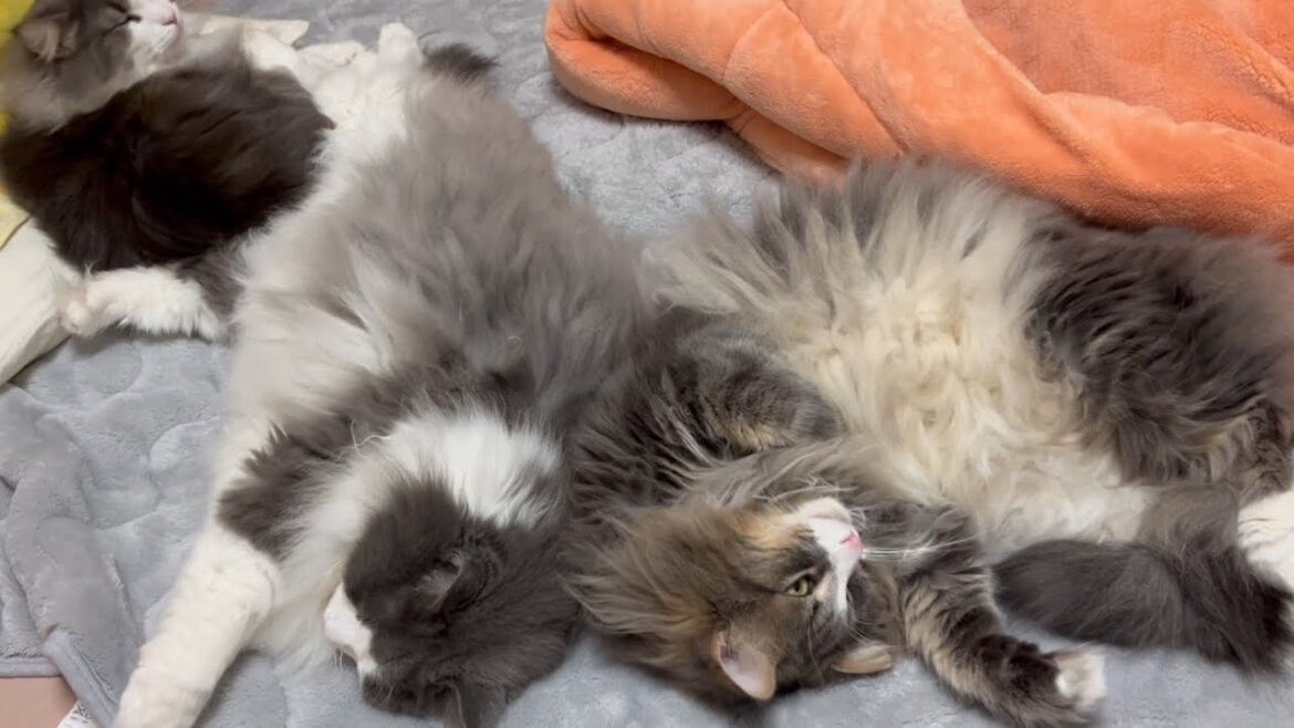 【ゴロン♪】1日の大半はゴロゴロしてる、ノルウェージャンフォレストキャットとターキッシュアンゴラ♡ 【ゴロン♪】1日の大半はゴロゴロしてる、ノルウェージャンフォレストキャットとターキッシュアンゴラ♡