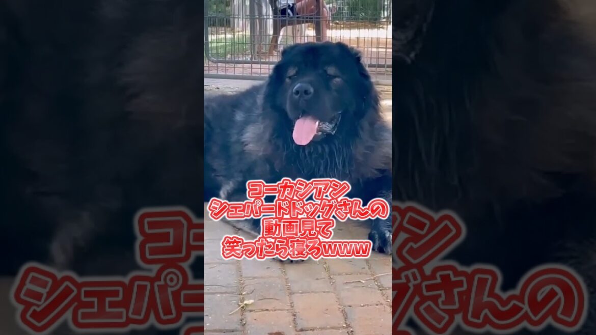 コーカシアンシェパードドッグさんの動画見て笑ったら寝ろwww　#コーカシアンシェパードドッグ #動物 #犬のいる生活