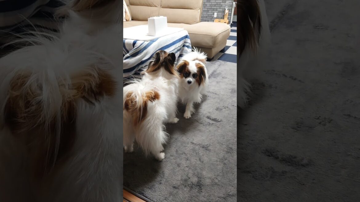 にらみ合いからのアタックが可愛い犬達 #ワンプロ #犬のいる生活 #パピヨン犬