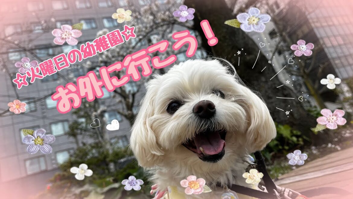【犬の幼稚園】お外に行こう！(万代店)