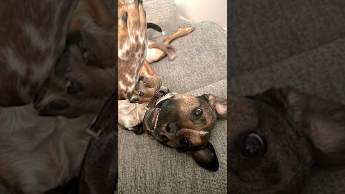 Meet Jamie! 🐕 A 2 y/o Cattle Dog/Hound Mix from Ohio who is looking for his new home! Adopt today! 🐾