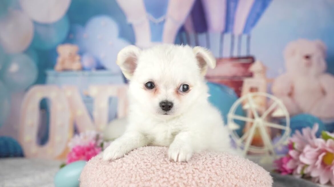 チワワ(ロングコート) イザベラ