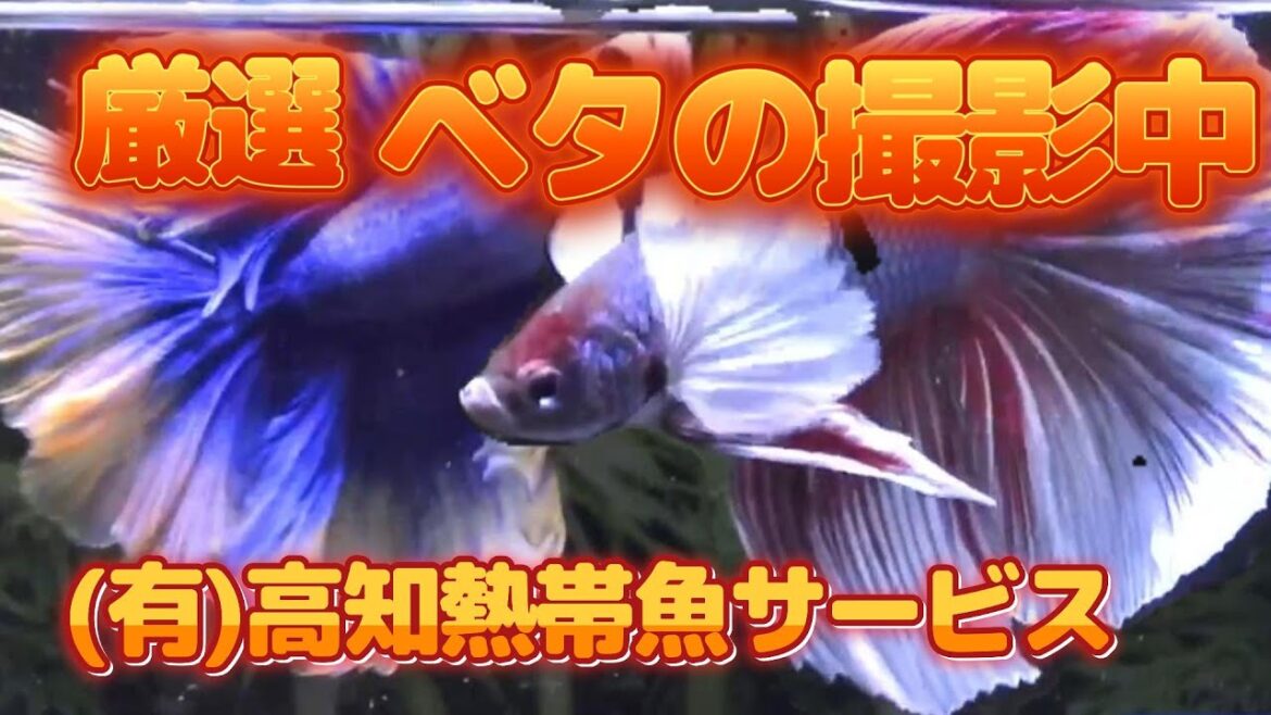 ＃ワイルドベタ　＃シャムオリエンタリス　　ベタのライブ　2025年4月8日　#タイ産ベタ　#HM  BETTA　#高知熱帯魚サービス