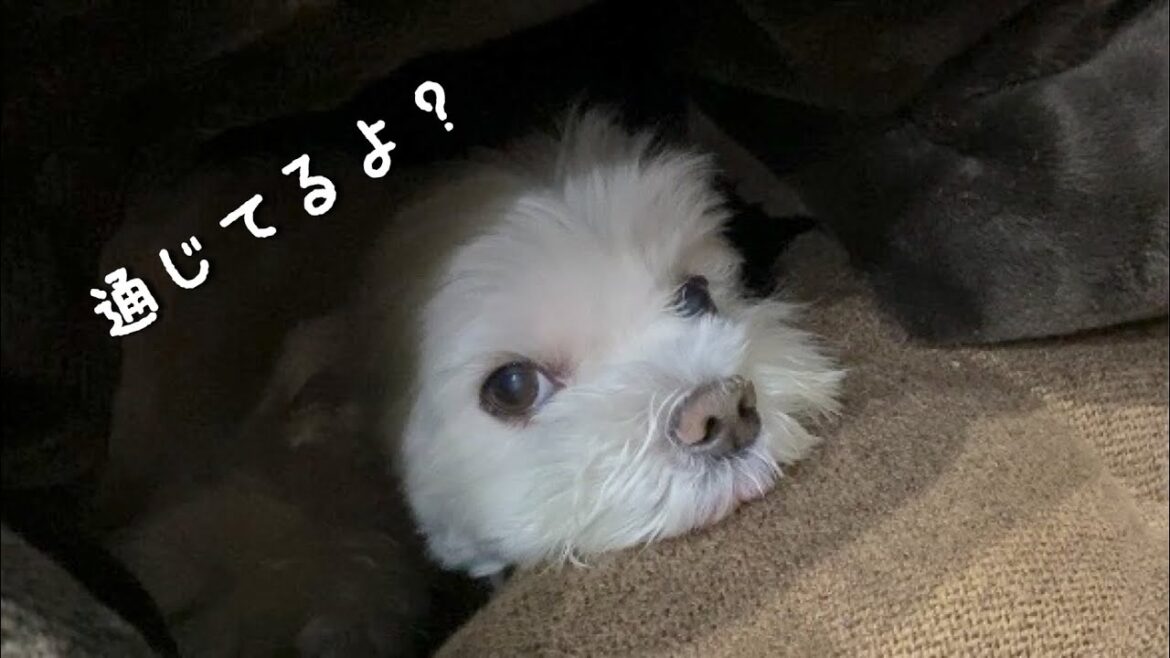 完全に言葉を理解してしまった犬の行動が可愛すぎました