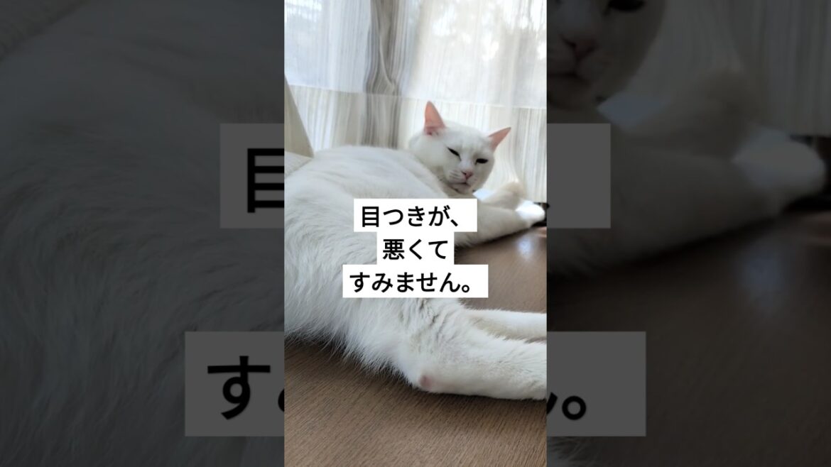 春の日差しを感じる猫 #shorts #ねこ #猫 #猫のいる生活 #猫のいる暮らし #cat