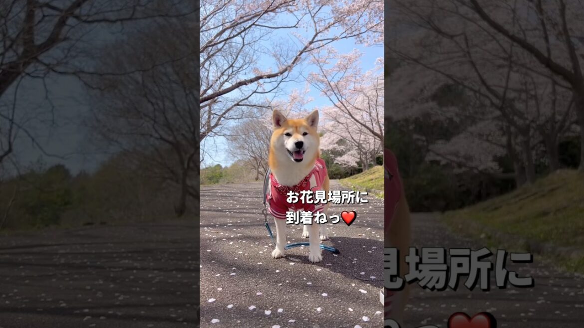 ルンルン🐶❤️#柴犬 #shiba #short