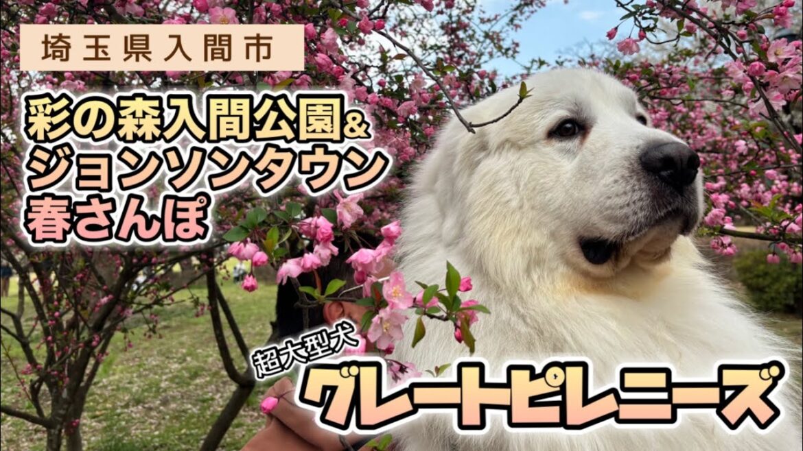 【グレートピレニーズ】2025年春🌸超大型犬とお出かけ♪埼玉県入間市、彩の森入間公園&ジョンソンタウン！