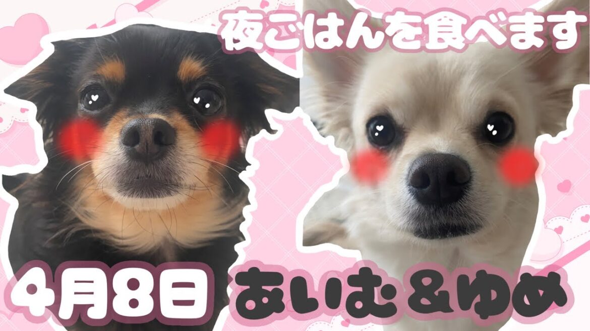 【🔴4/8 あいむ＆ゆめの夕食の様子をお届け】ご視聴者様からのリクエスト咀嚼音配信┊#犬￤#犬との生活￤#犬との暮らし￤#チワックス ￤#チワワ￤#ダックスフンド┊#ペット┊#あいむゆめ┊#あいゆめ