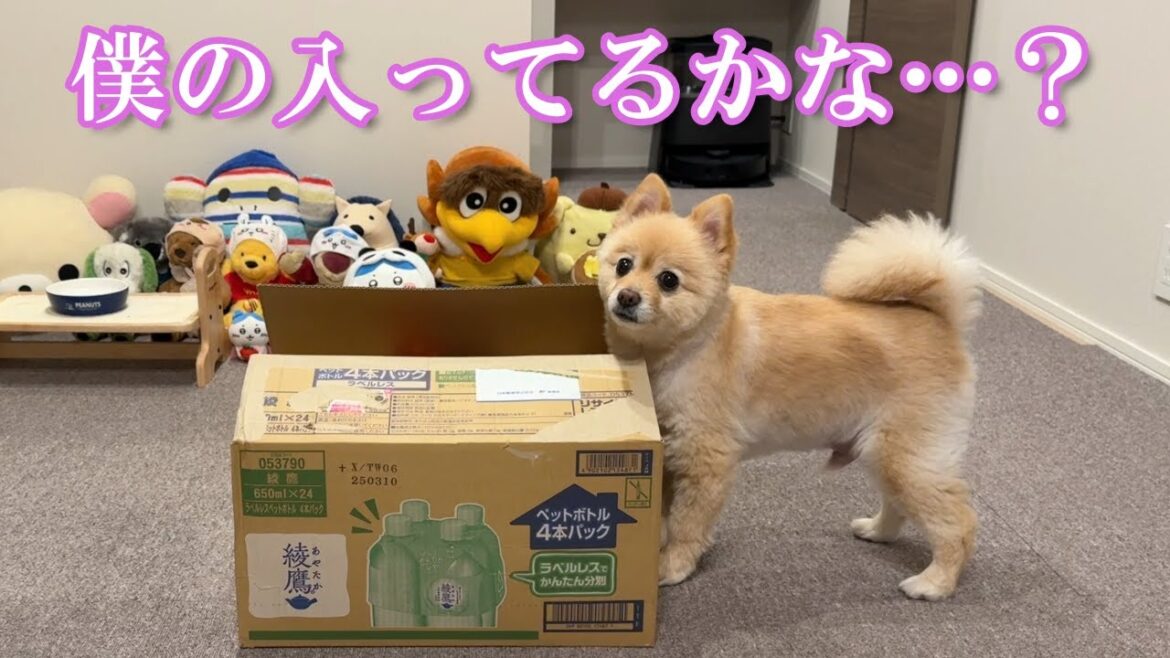 【仕送り開封】福島の実家から心温まる仕送りが届きました！