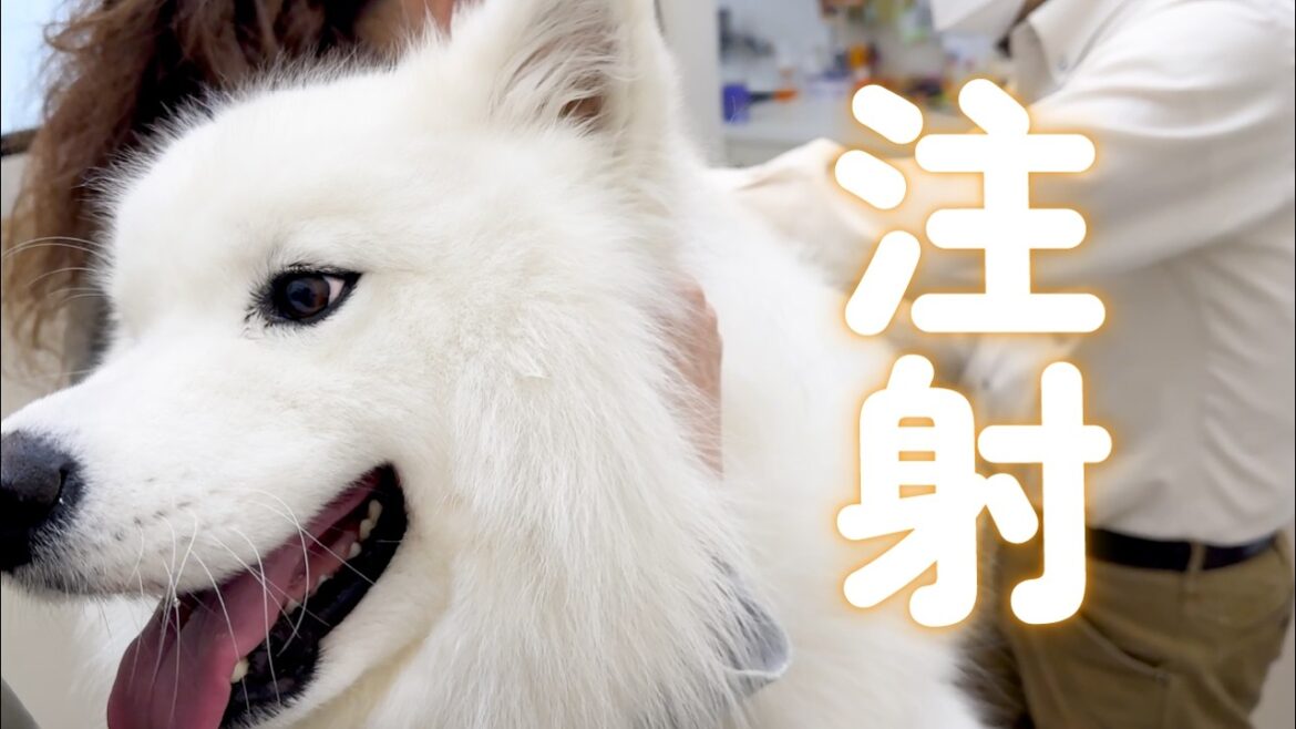 苦手な注射だと分かると緊張で身体がガチガチに固まってしまう犬がかわいすぎました…