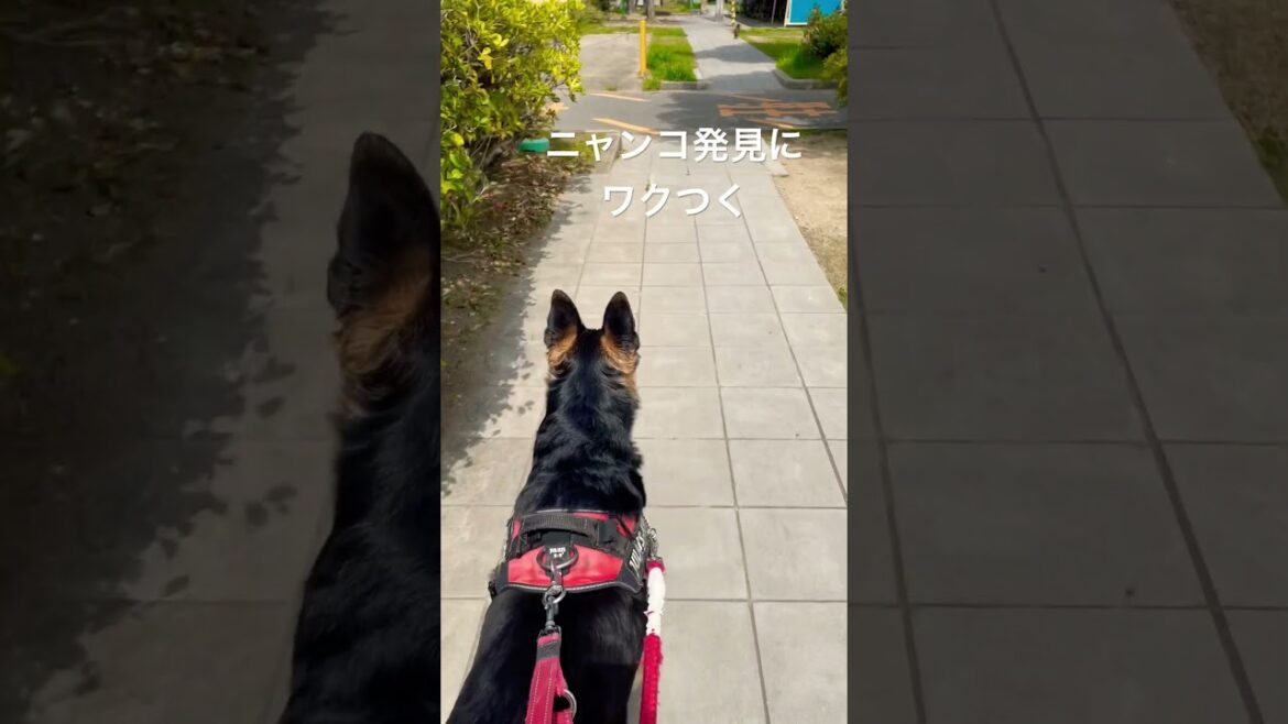 ニャンコ発見にワクつくシェパード #gsd #germanshepherd #shepherd #シェパード #野良猫 #大型犬