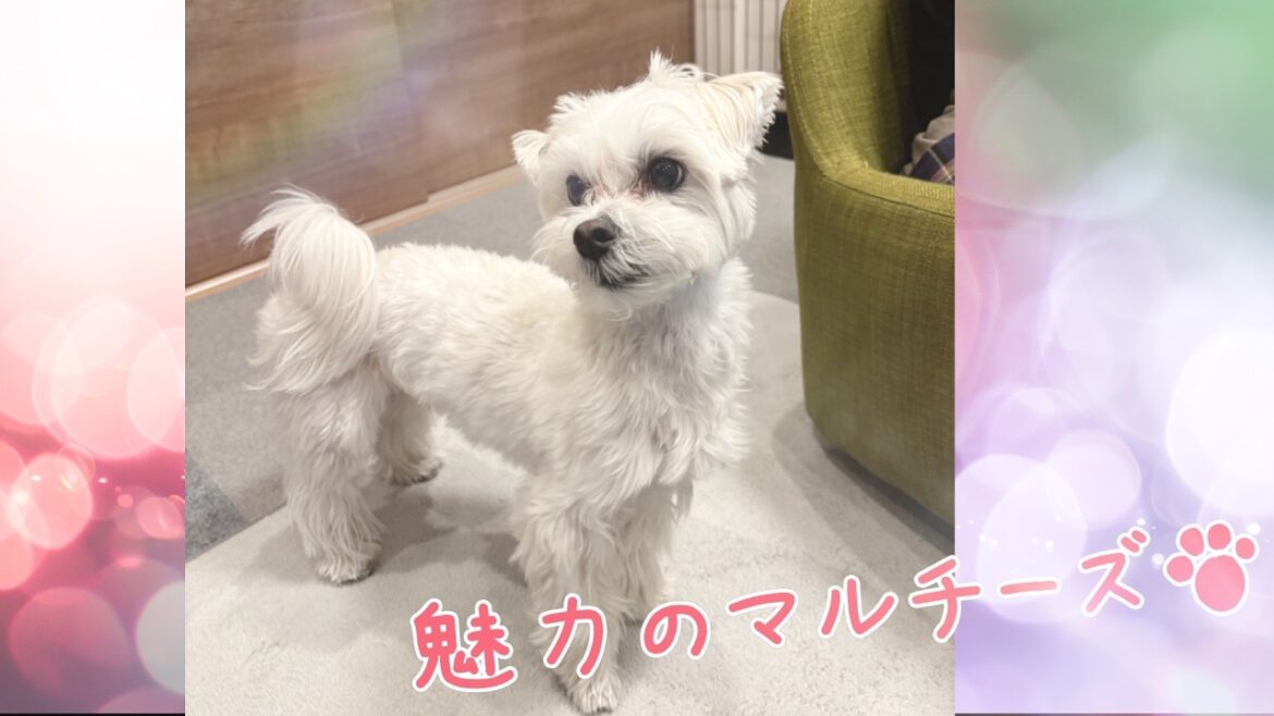 【元保護犬】毎日楽しいマルチーズ！日常の記録！♯102