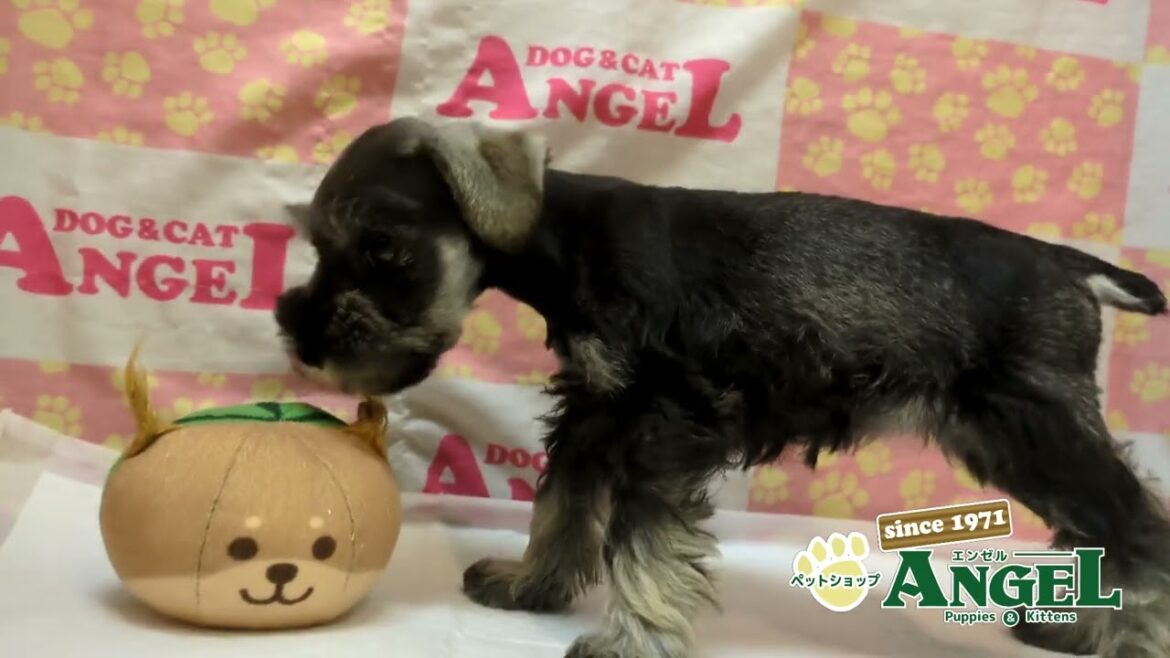 ミニチュアシュナウザー 2503213 【ペットショップエンゼル　子犬・子猫販売】