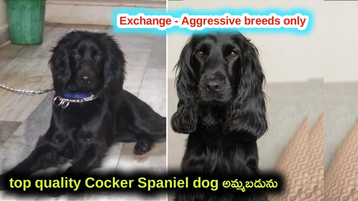 top quality Cocker Spaniel dog for sale in telugu/9121814251 /aj pets