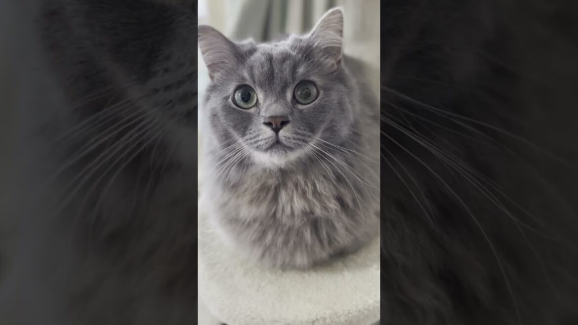 キャットタワーインタビュー 【子猫・マンチカン】#shorts