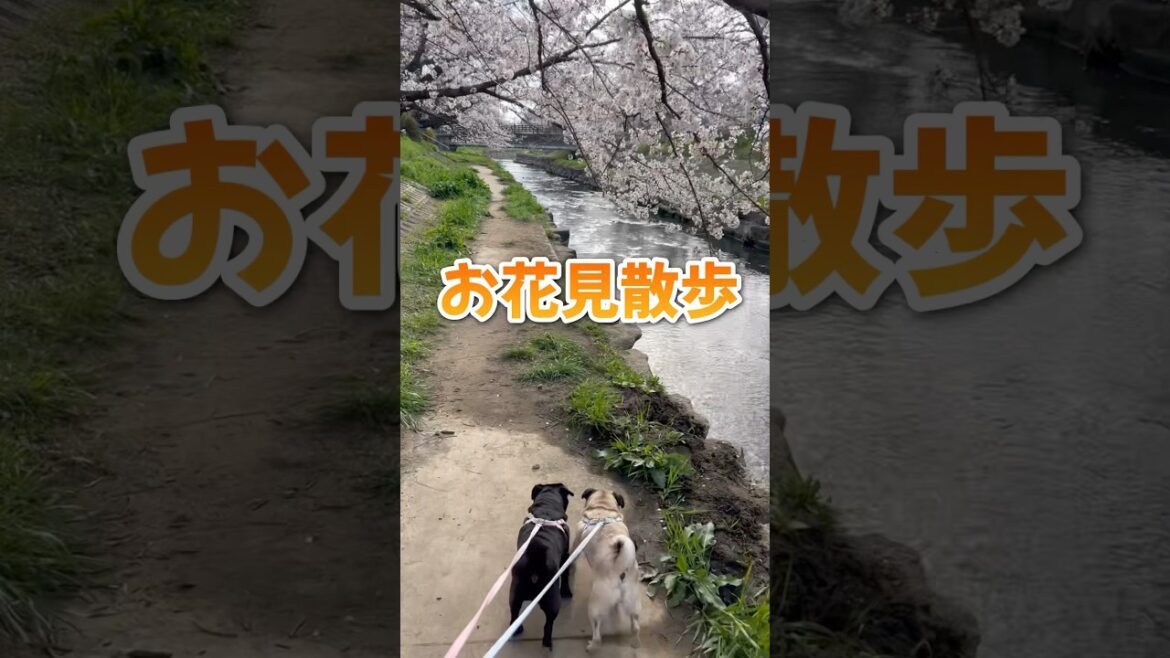 お花見散歩#shorts #pug #犬のいる生活 #パグ #癒し #いやし #桜 #花見 #モンティラパグパグ