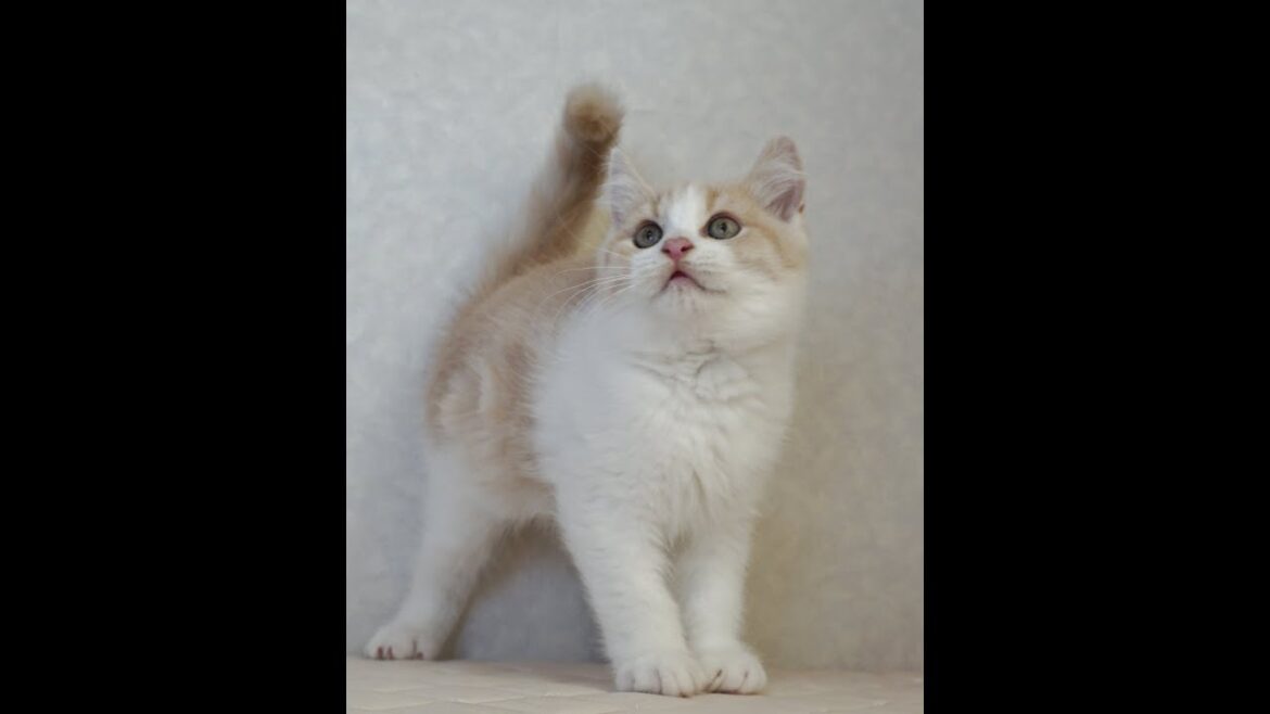 ブリティッシュショートヘアー子猫　British Shorthair　2025.1.21産まれ　クリーム＆ホワイト　男の子　シーダキャット猫のお店