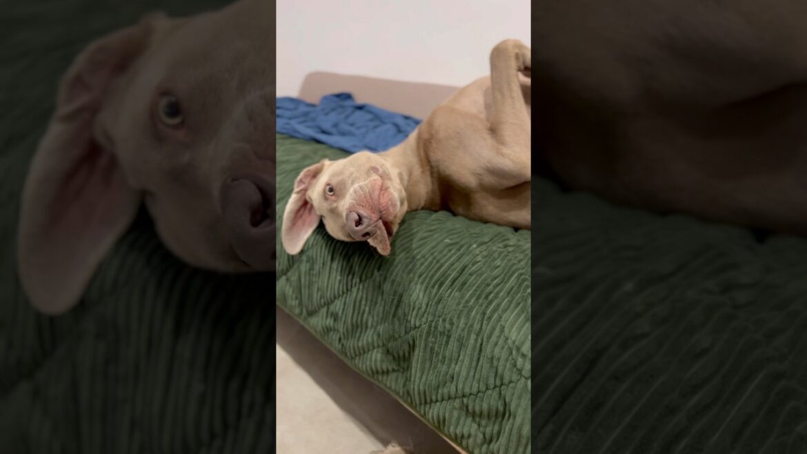 寝起きが良い犬 #大型犬 #ワイマラナー #ゴールデンレトリバー