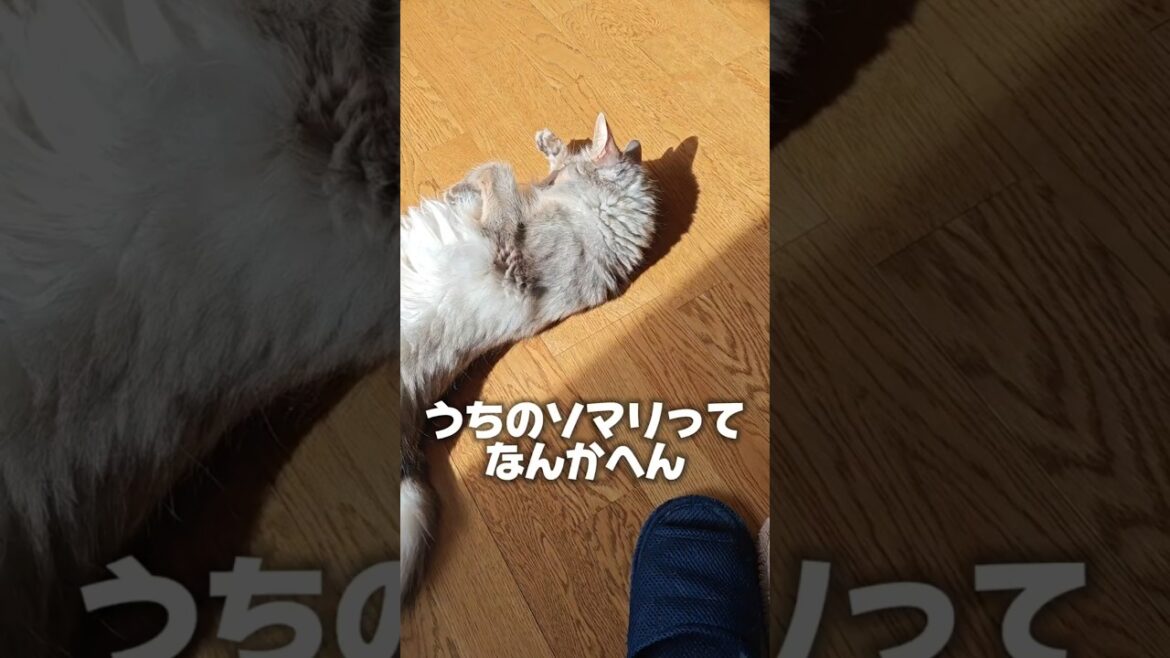 【猫動画】うちのソマリってなんかへん　#cat  #cats #shorts #猫 #ねこ