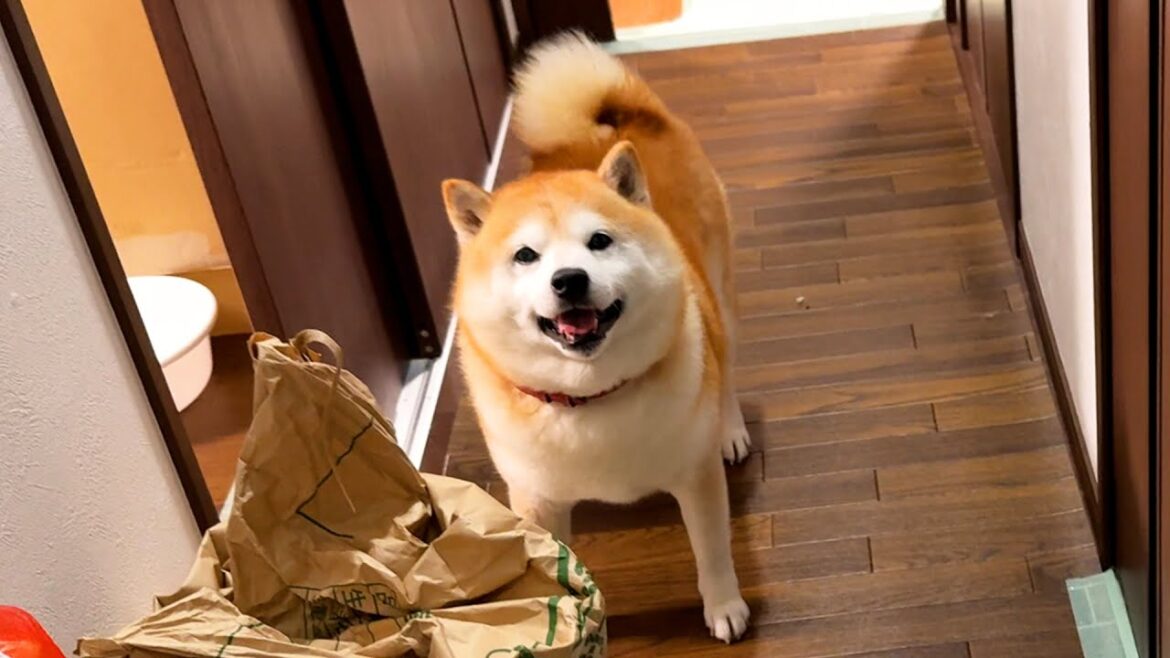 さすがに５分ぶりの再会ではあまり走行距離が出ない柴犬