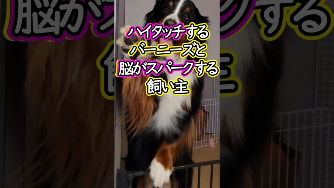 感情がスパークする飼い主とハイタッチするバーニーズ #shorts #dog #スパーク #ハイタッチ #funny #bernese #大型犬  #バーニーズ #帰宅