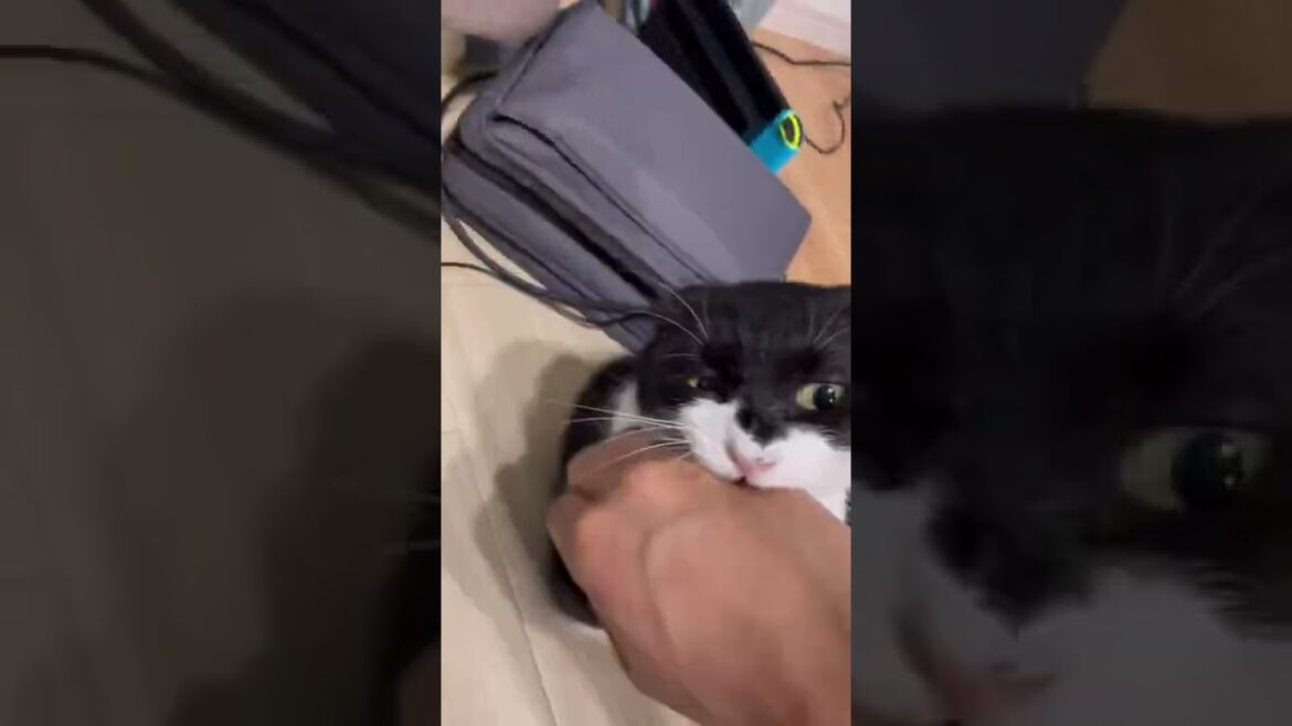 凶暴猫モナちゃん‥今日はやる気マンマンです。　#shorts