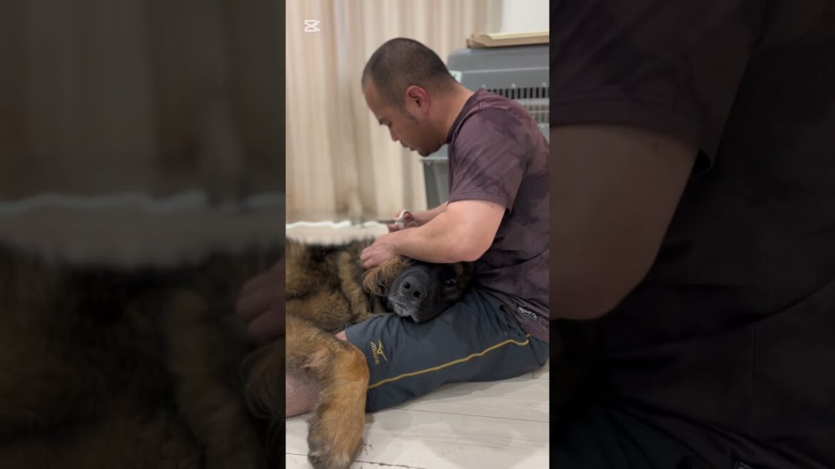 【超大型犬】　ショート 癒しの時間　Leonberger　レオンベルガー ＃Shorts  #大型犬のいる生活  #超大型犬 #癒し #超大型犬のいる暮らし ＃モフモフ