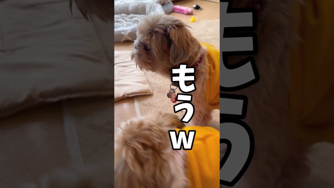 興味がないこと、言わないでくれる❓🐶#シーズー #いぬ #犬 #マルシーズー #わんこ #マルチーズ #イヌ