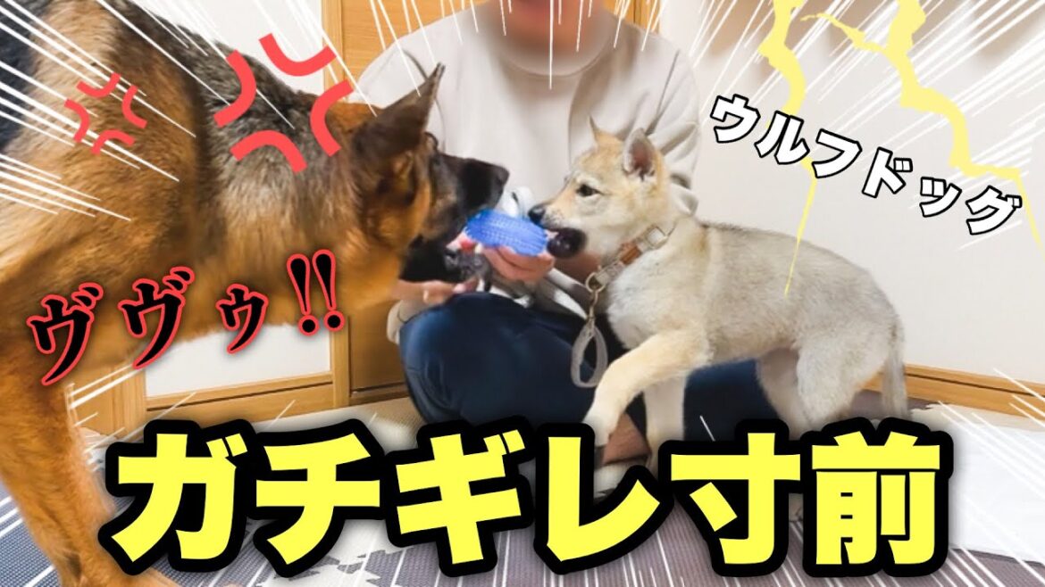 【おもちゃ争奪戦?!】姉シェパード VS ウルフドッグ子犬 【そらナズそよ】 【おもちゃ争奪戦?!】姉シェパード VS ウルフドッグ子犬 【そらナズそよ】