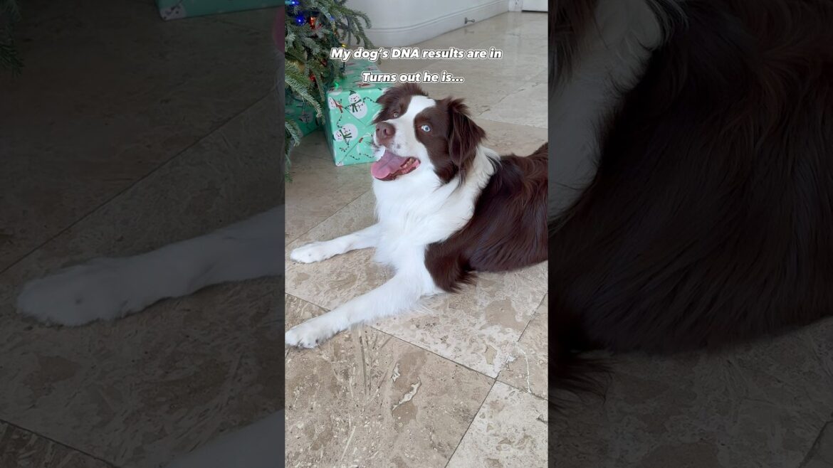 My dog’s DNA results are in… they may shock you! #aussie #puppy #bordercollie #australianshepherd
