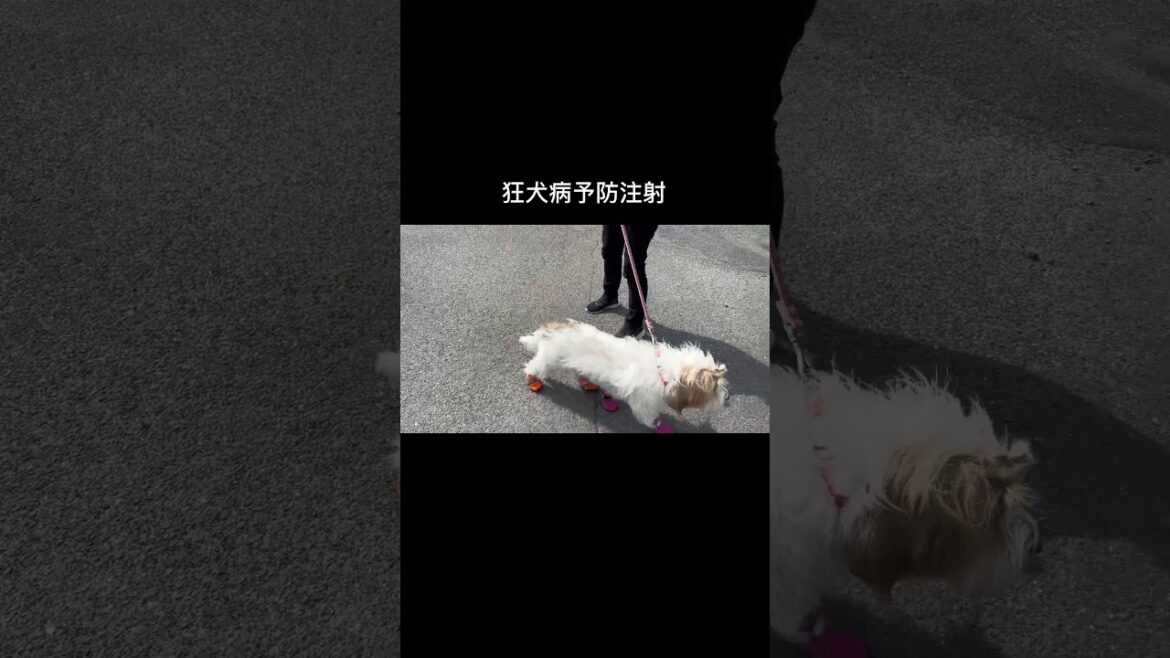狂犬病予防注射、がんばったね【プチバセ】#shorts 狂犬病予防注射、がんばったね【プチバセ】#shorts